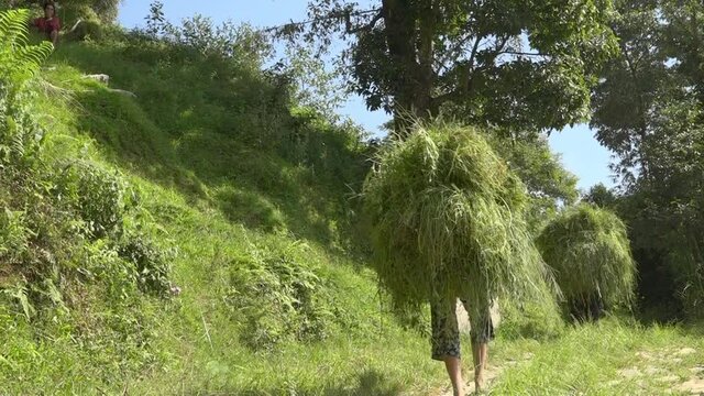 People carrying bundles of grass along dirt road, Banepa, Bagmati Province, Nepal