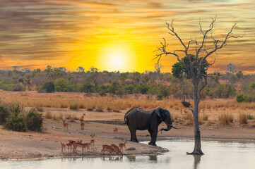Sunset over the savannah while a bull elephant and an herd of impala gathers at a waterhole for...