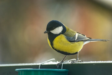 Obraz premium Yellow-black Great Tit bird (Parus major) perched on a railing, winter view