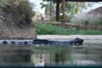 Eye of crocodile swimming in the lake