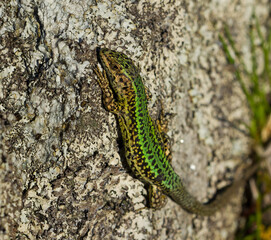 Bocage’s wall lizard, Podarcis bocagei, lizard on the rock