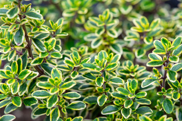 Obraz premium Variegated Thyme Foliage, Herb Leaves