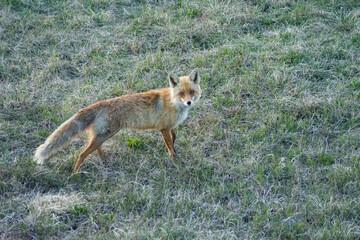 One adult red fox in a green meadow