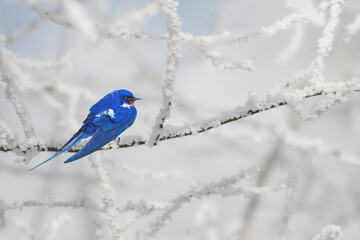 Cute little birds. Winter nature background. Barn Swallow.