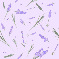 lavender seamless pattern, lila flowers leaves. vector herbal plant set