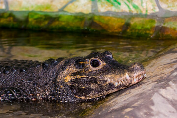 African dwarf crocodile babies soon after hatching