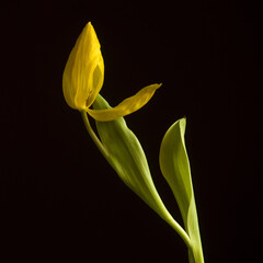 Yellow tulip faded on a black background