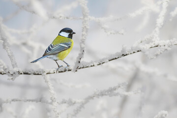 Cute little birds. Winter nature background. Great tit.