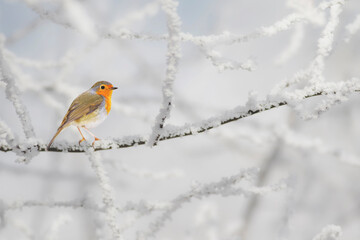 Cute little birds. Winter nature background. Robin.