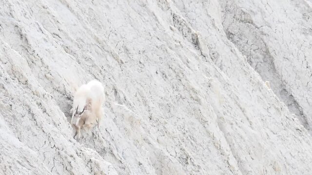 Mountain goat in the Canadian wilderness