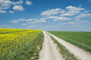 Fototapeta na wymiar Rural road by the yellow rape field on the hill