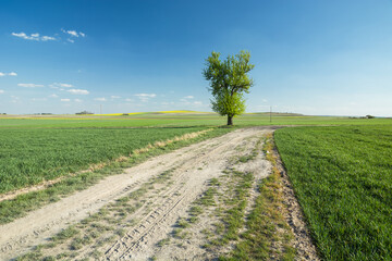 A lone tree growing by a rural road and green fields