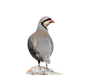 Isolated Partridge. Bird: Chukar Partridge. White background.