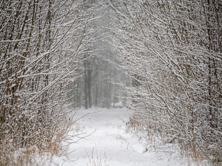 Zimowe wejście do lasu w Puszczy Białowieskiej.