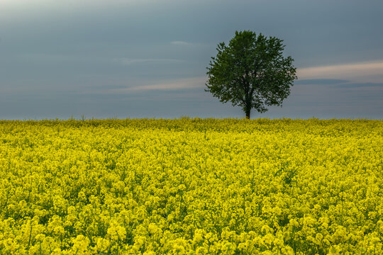 A lone tree growing in a field of yellow rapeseed
