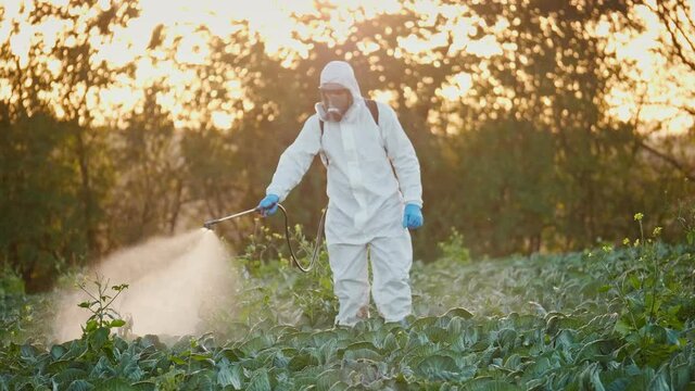 The Farmer Fumigates in a Protective Suit and Respirator. A Man Sprays Toxic Pesticides, Pesticides, Insecticides on Agricultural Fields. Spraying Fertilizers on Cabbage Plantations. Agribusiness.