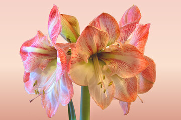 Closeup of beautiful trumpet-shaped pink and white Amaryllis blossoms isolated against a graduated light pink background.