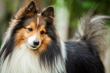 C&atilde;ozinho Pastor de shetland