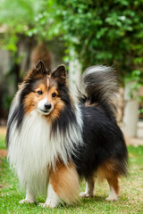 Cãozinho Pastor de shetland