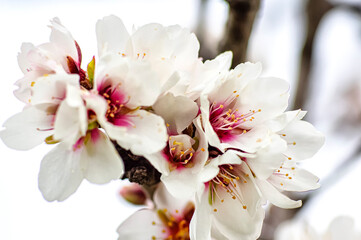 Fototapeta na wymiar Almond Blossom Macro Photography, Flowered Almond Tree and Almond Blossom Branches with Selective Focus Countryside Sardinia