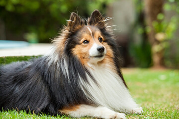 Cãozinho Pastor de shetland