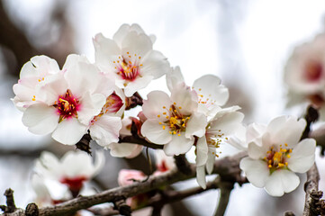 Almond Blossom Macro Photography, Flowered Almond Tree and Almond Blossom Branches with Selective Focus Countryside Sardinia