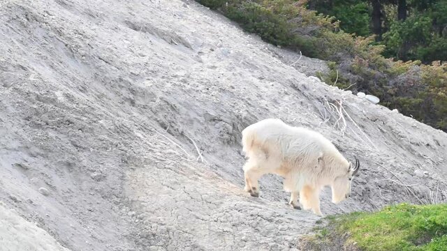 Mountain goat in the Canadian Rockies