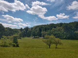 landscape with trees and clouds