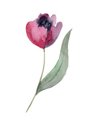 Watercolor Spring Tulips cute spring illustration Watercolor Spring Tulips