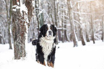Sad Dog tied to tree in winter forest. Dog waiting for owner