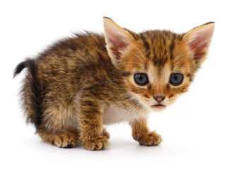 Obraz premium Kitten on white background.