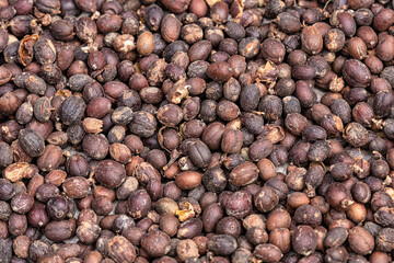 coffee beans drying at home of local farmer in Bali