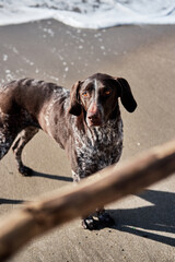 Dog looks at stick and wants to play. German shorthair breed of hunting dogs. Close up portrait of Kurzhaar. Walk with dog outdoors in nature on sand on beach.