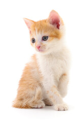 Kitten on white background.