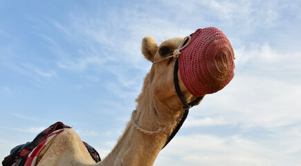 Kamel mit Maulkorb