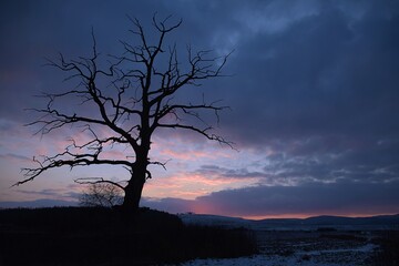 Bare tree on a field in front of the sun, with a vivid red sky