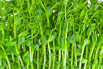 Young pea sprouts close up. Green sprigs of sprouted grains. Sprouts isolated on a white background.