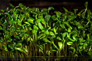 Young sunflower sprouts close up. Green shoots of sprouted grains. Texture of sprouts on a black background. Contrasting dramatic light as an artistic effect.