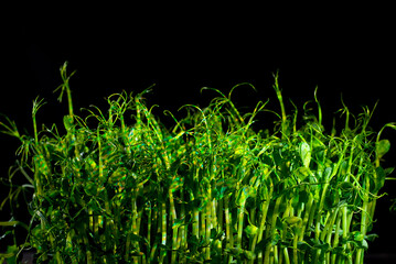 Obraz premium Young pea sprouts close up. Green shoots of sprouted grains. Shoots on a black background. Contrasting dramatic light as an artistic effect.
