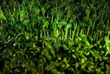 Young sunflower and pea sprouts close up. Green shoots of sprouted grains. Texture of sprouts on a black background. Contrasting dramatic light as an artistic effect.