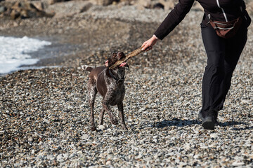 Brown dog with white spots breed pointers plays with her man in stick outdoors on the beach. Active sports dog kurzhaar runs against background of sea.