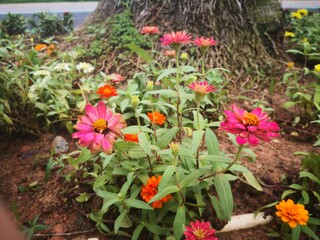 close-up of pink ZINNIA flower blooming in garden