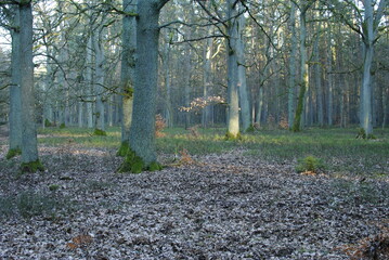 deciduous forest © Patryk