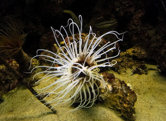 un anemone con i suoi tentacoli sulla sabbia dorata