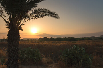 Palm tree in the summer sunrise