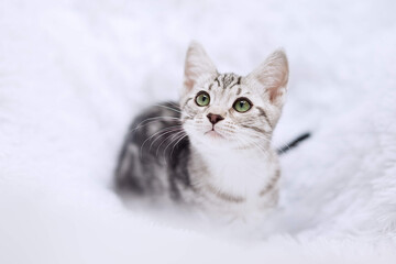Kitten stripes on white background