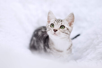 Obraz na płótnie Canvas Kitten stripes on white background