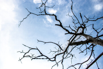 Fototapeta na wymiar Ramas de Arbol sin hojas con cielo claro nublado
