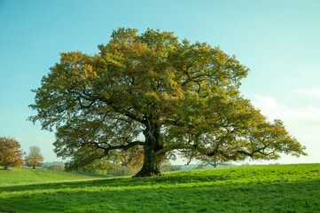 Fototapeta na wymiar Old oak tree in a seasonal meadow.