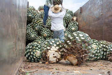 Los campesinos se están pasándose el agave arriba del camión.